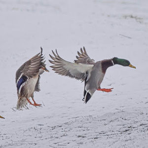 Meet your Posher, Max